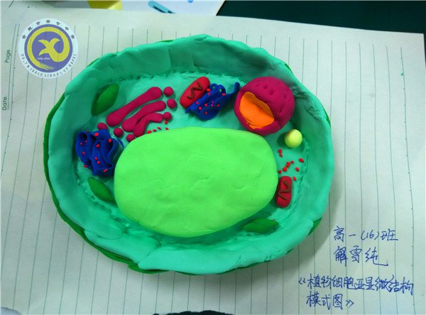 luck18平台举行生物模型制作大赛(图3)