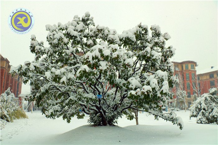 梅雪盼冬来,微笑迎春归(图4)