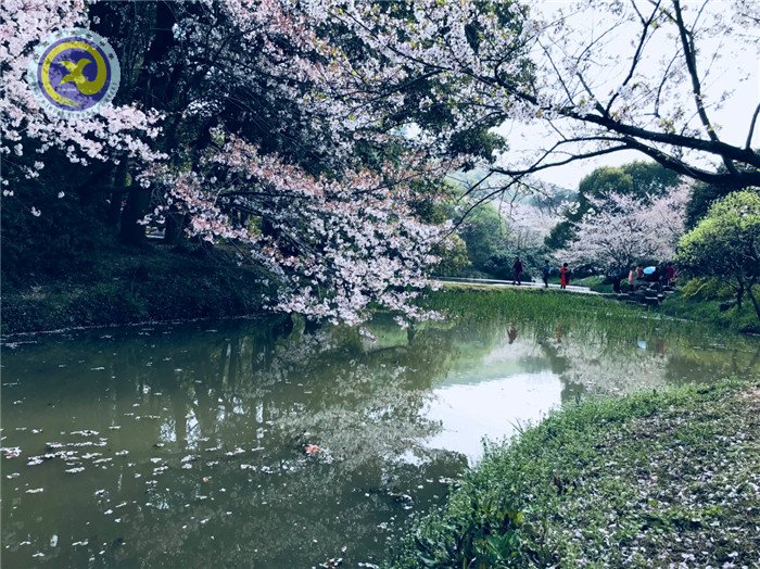 其时樱花烂漫,诗书弥香(图1)