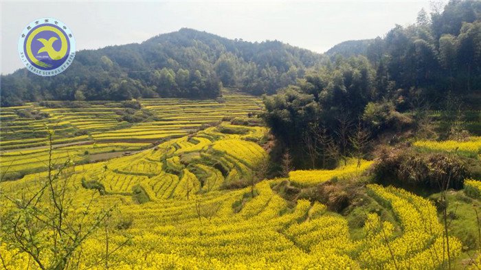 徽风皖韵,尽在宏村(图1)