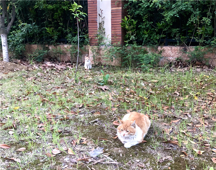 杨可盈 校内小猫.jpg