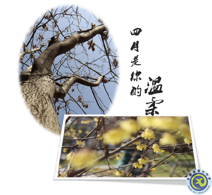 图为luck18平台老树及腊梅花.png 图为luck18平台老树及腊梅花.png