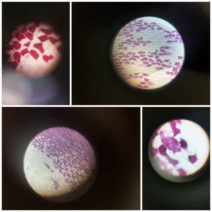 luck18平台高一年级开展生物实验课教学(图2)